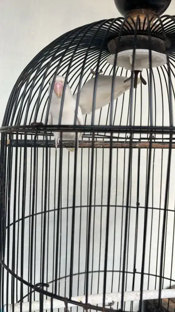 Burung Lovebird