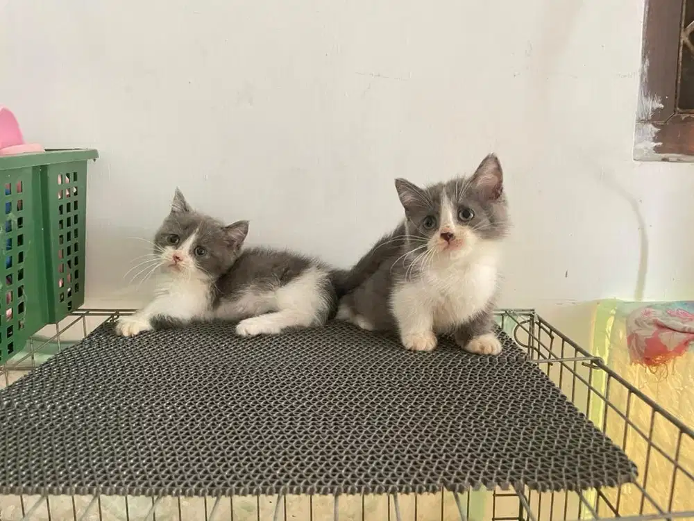 Kucing munchkin mix bsh