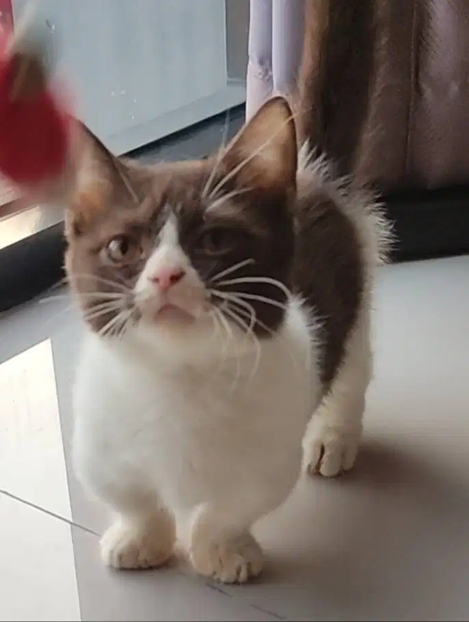 Munchkin BSH Bico Cinnamon Betina