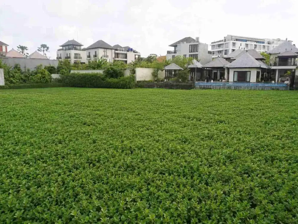 berawa canggu!! 20 are tanah di jual deket pantai