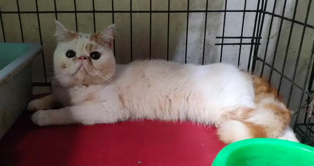 Lepas adopsi : Exo/Peaknose Jantan 11 bulàn, Red Van
