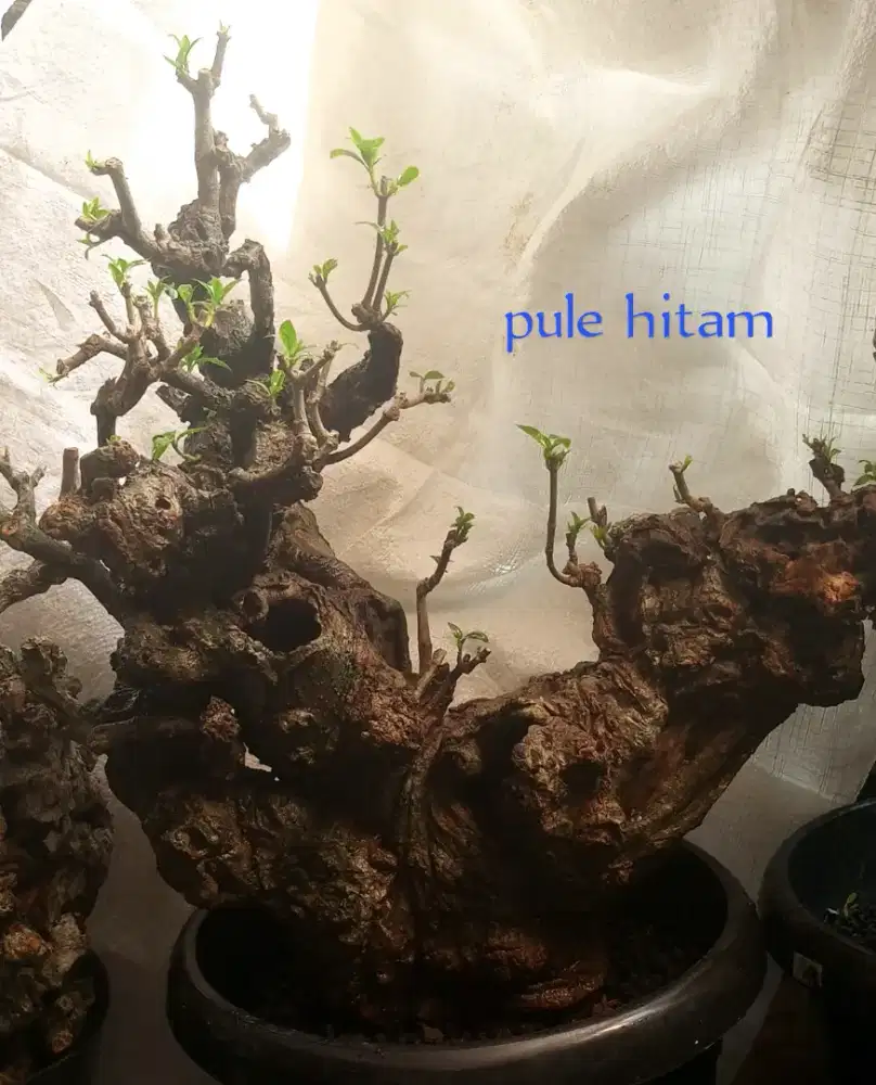 Bonsai pule micro