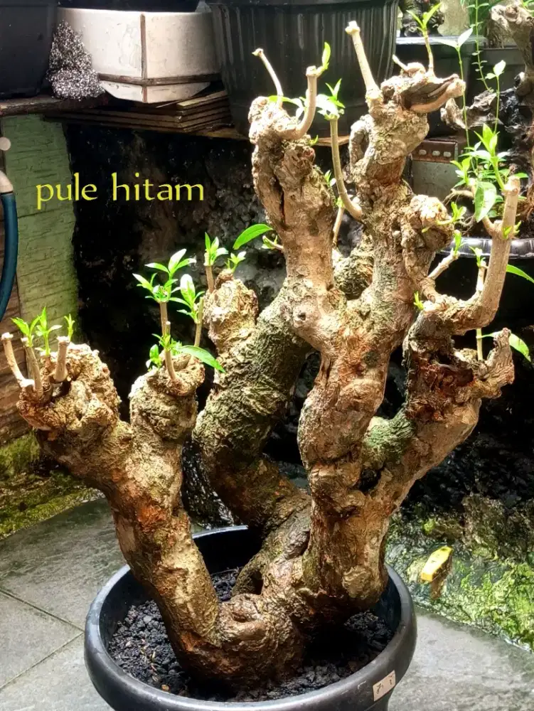 Bonsai pule hitam