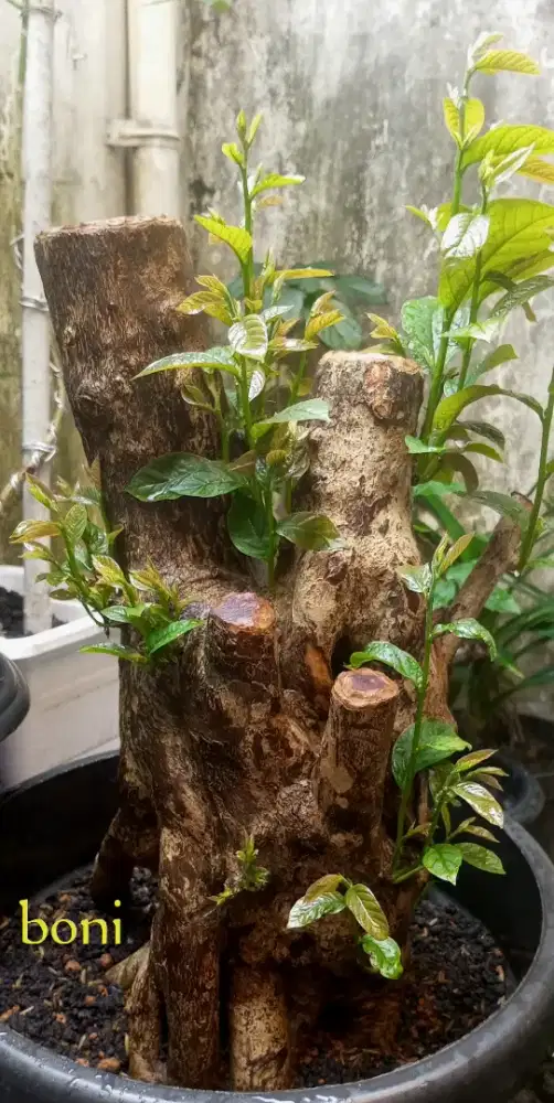 Bonsai boni buah