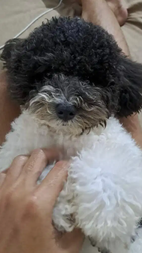 Poodle toy poodle