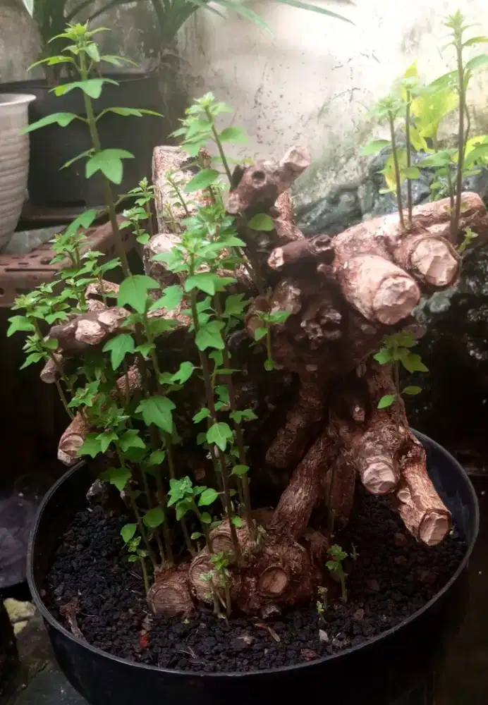 Bonsai wareng bintang