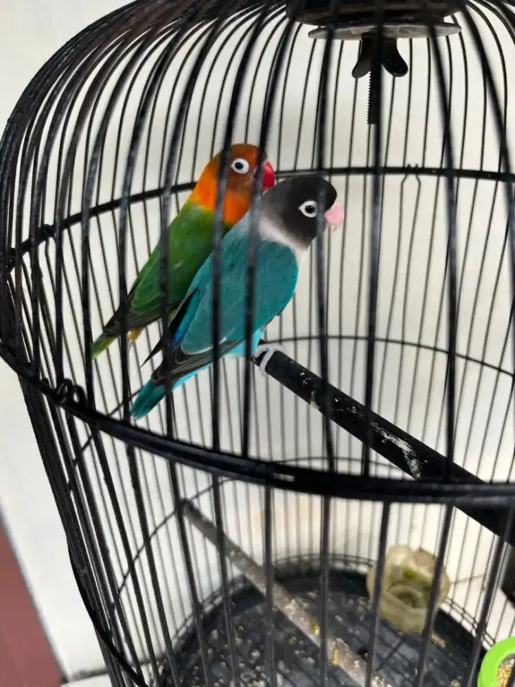 Burung Lovebird