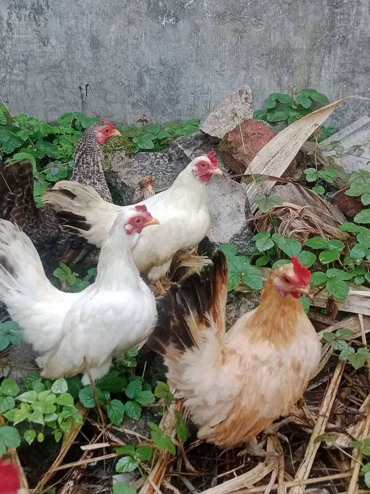 Ayam Kate Siap Telur