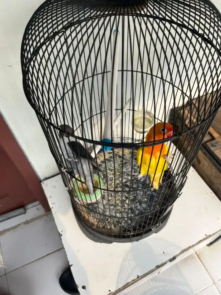 Burung Lovebird