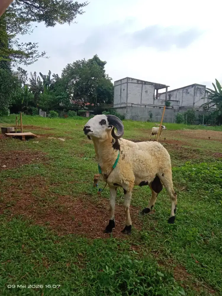 Kambing & Domba Qurban