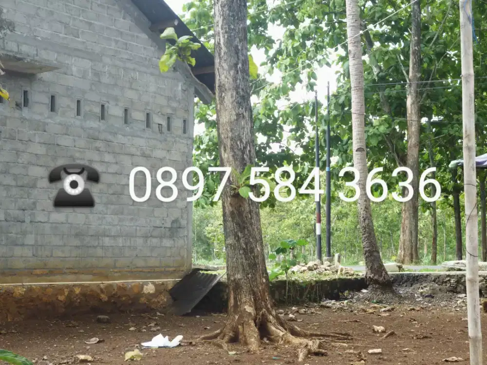 Pohon Jati Tua  Siapp Tebang
