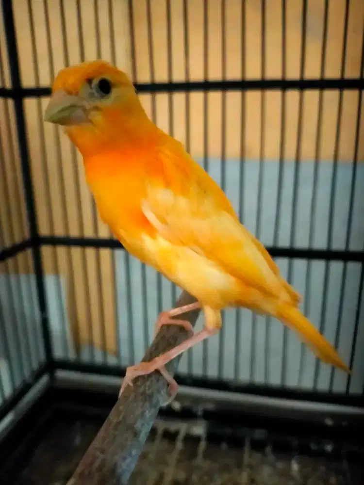 Burung kenari merlok paud/anak jantan