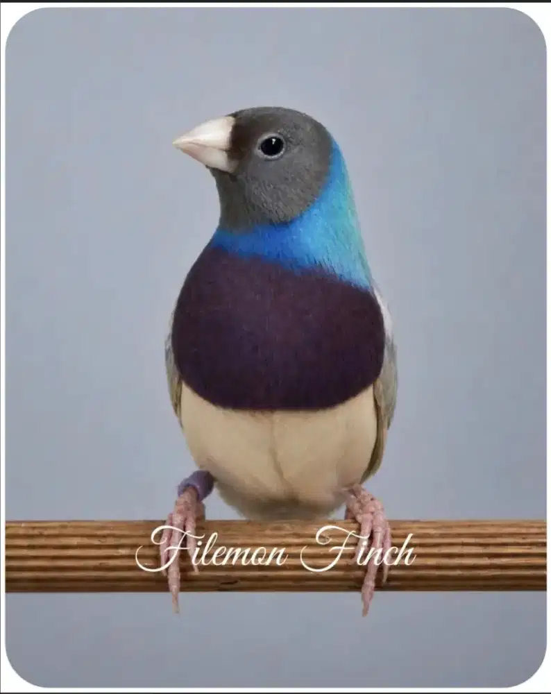 Gould Amadine Biru jantan