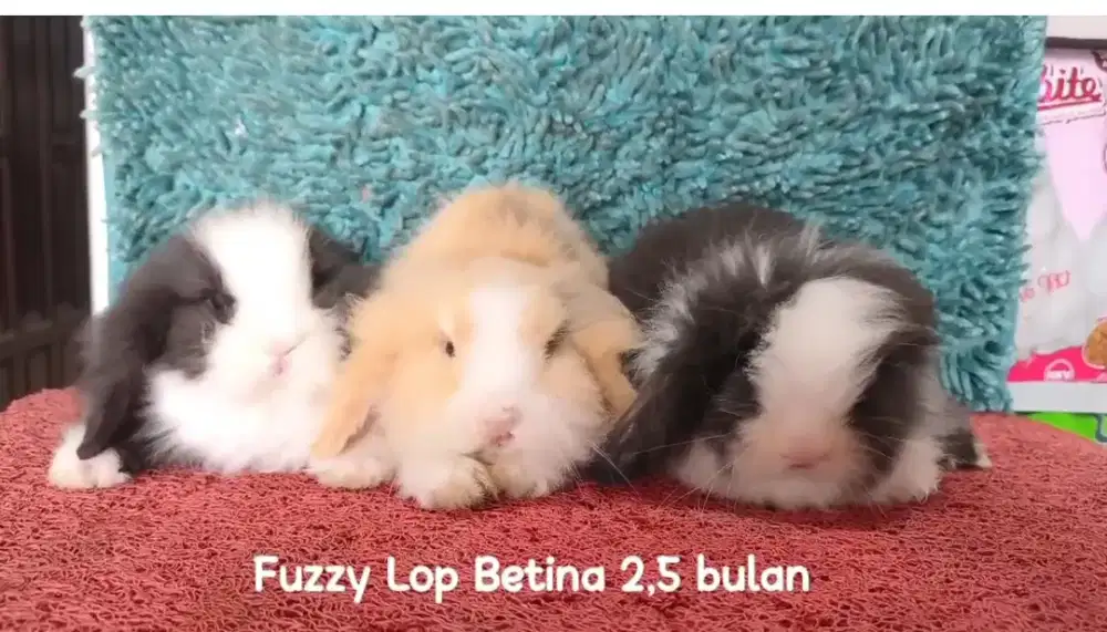 Anakan Kelinci Fuzzy Lop usia 2.5Bulan