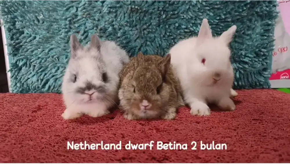 Anakan kelinci Netherland Dwarf usia 3 Bulan