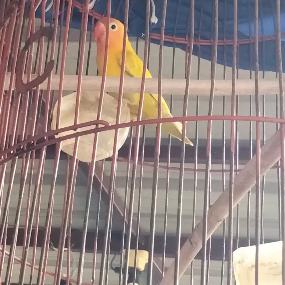 Love bird jantan bunyi..silahkan di nego 250 RB 1 set ples krodong.