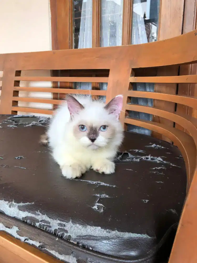 Munchkin Bsh Ragdoll jantan