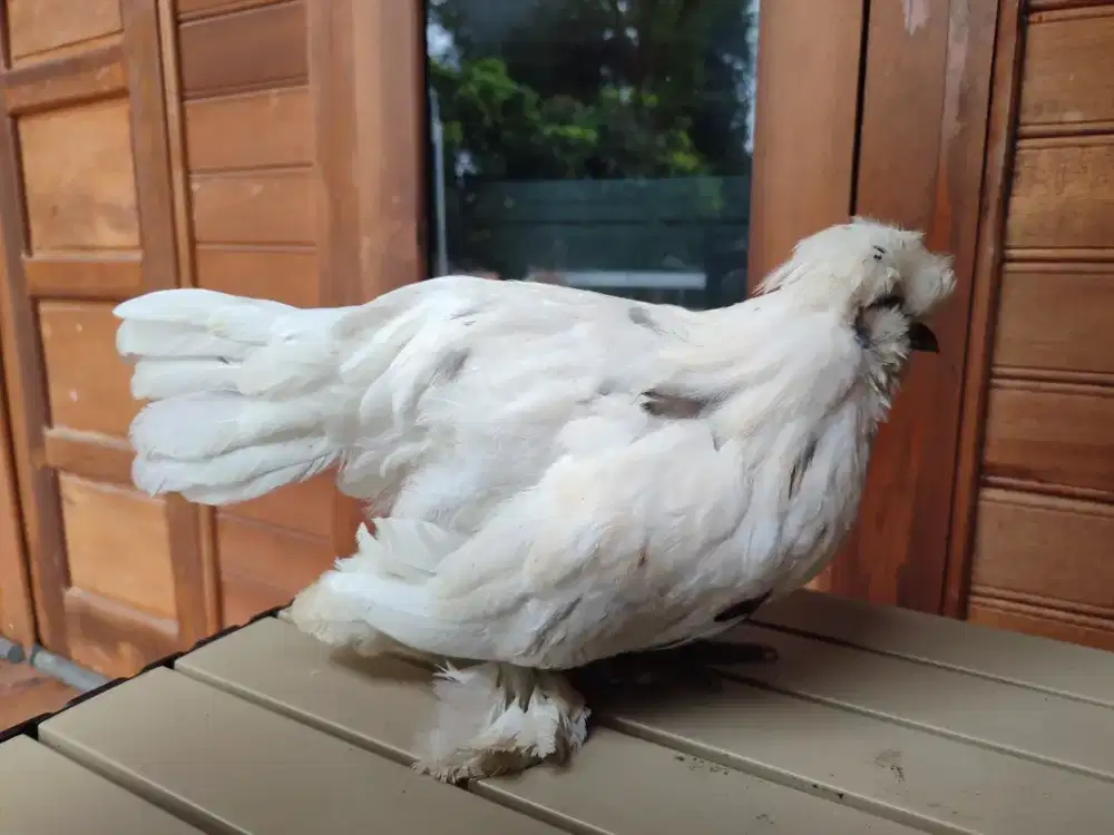 Ayam kate Poland Sultan F2 Jantan 4 bulan (15 Mei 2026)