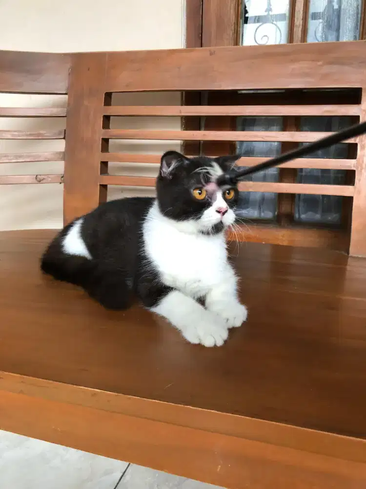 Scottish fold Jantan