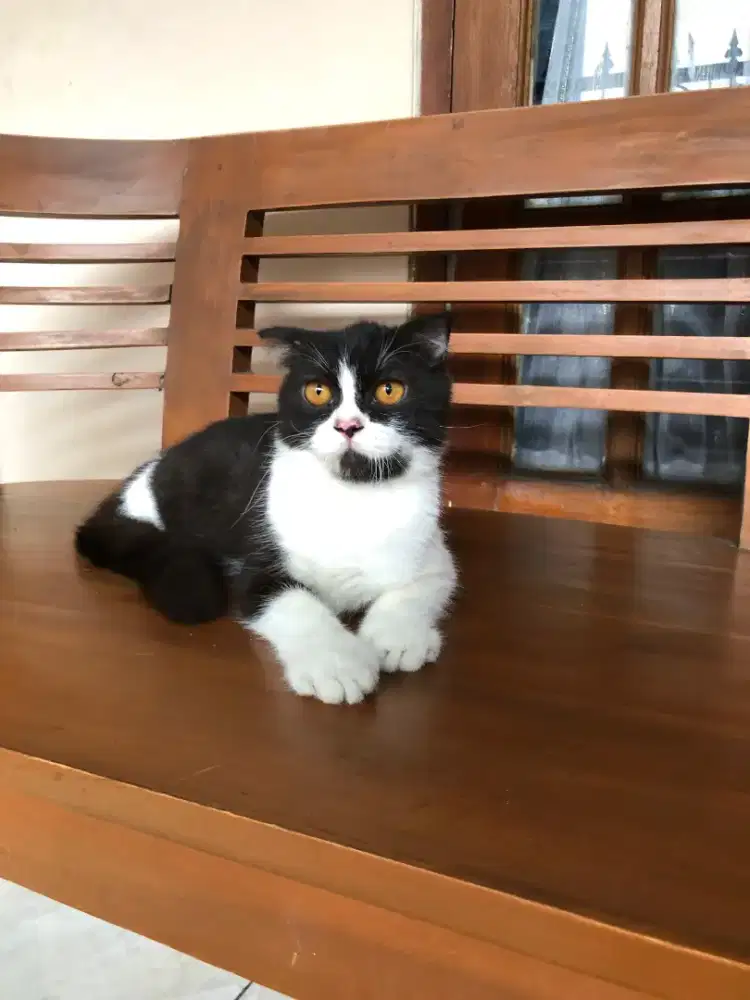 Scottish fold Jantan