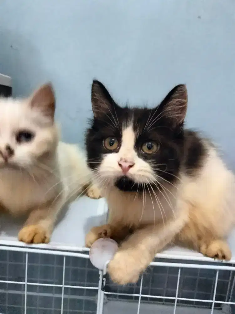 Open adopsi kucing Persia medium jantan