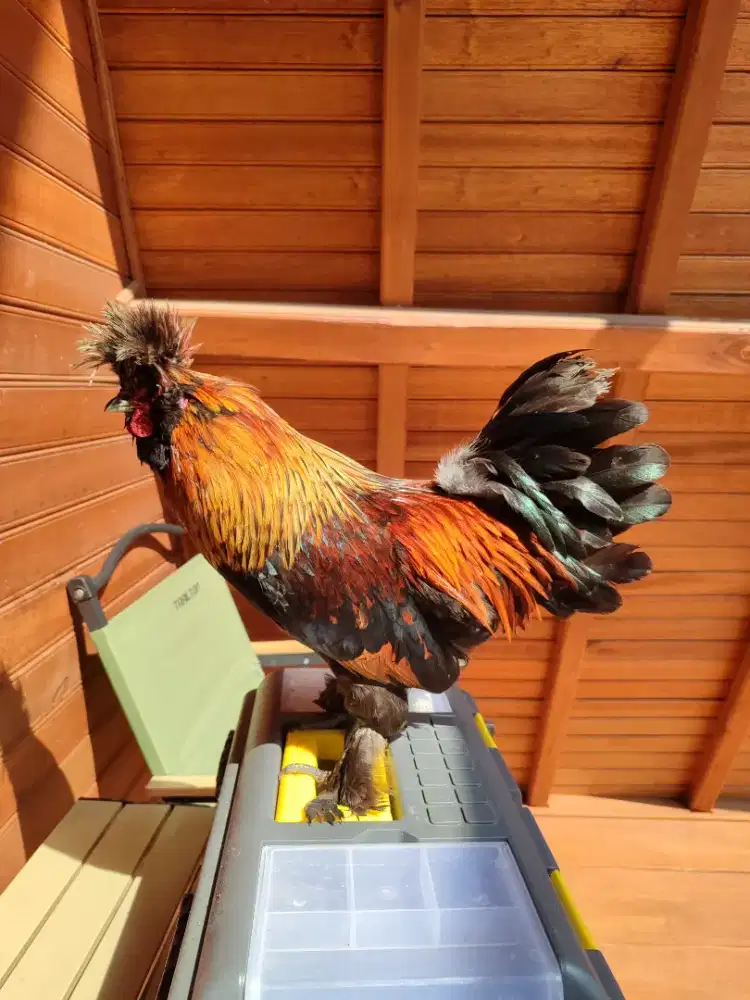 Ayam Kate F2 Sultana poland Jantan