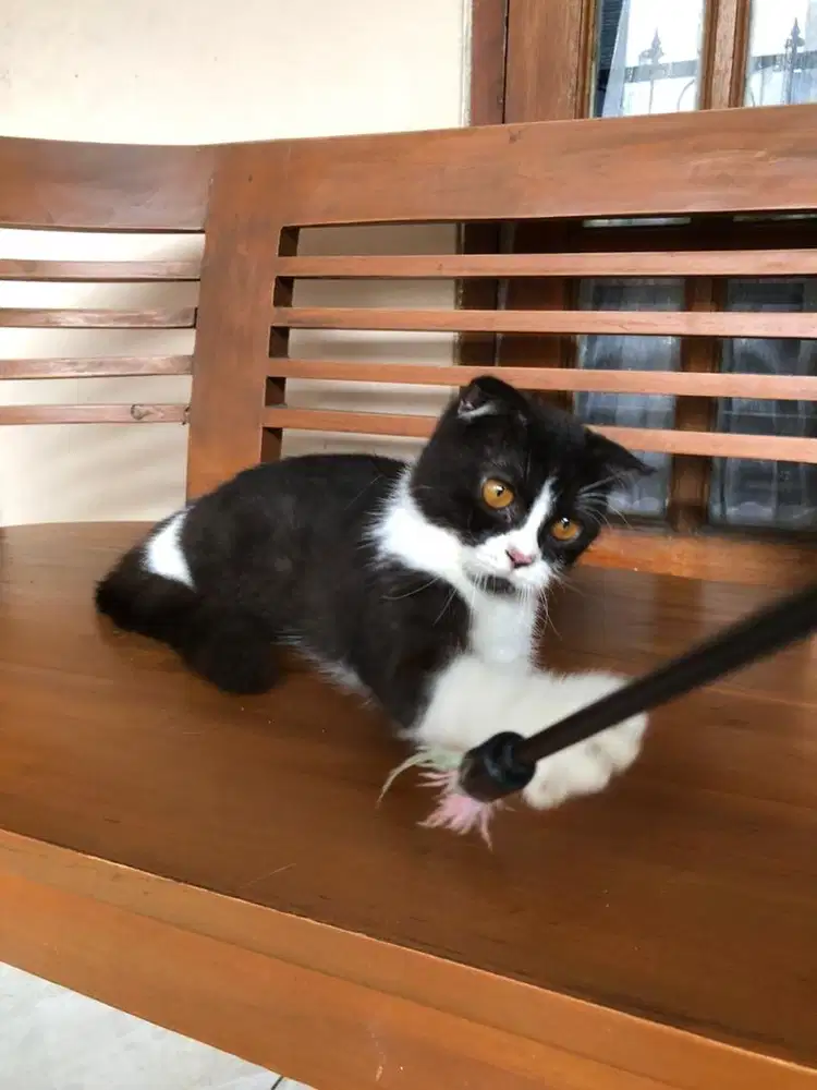 Scottish fold jantan