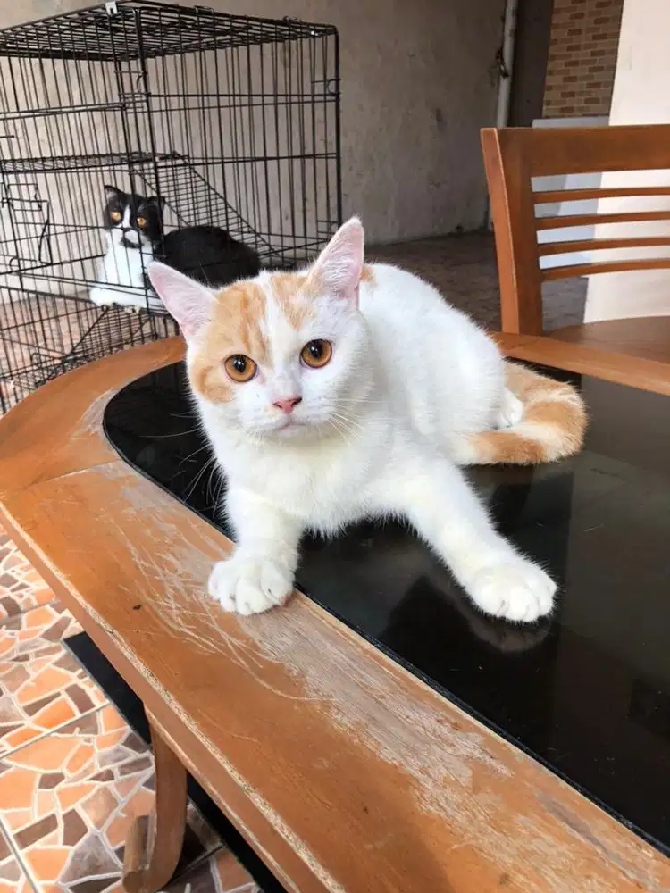 Munchkin NS jantan