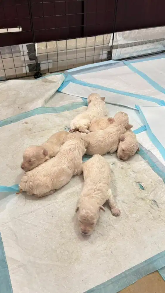 Open Book Toy Poodle