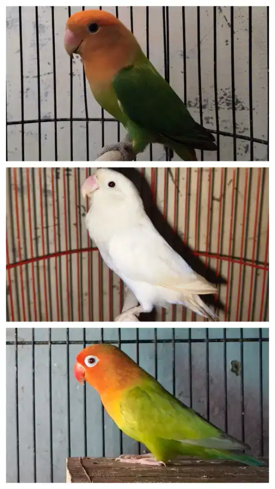 Lovebird Jantan dan Betina