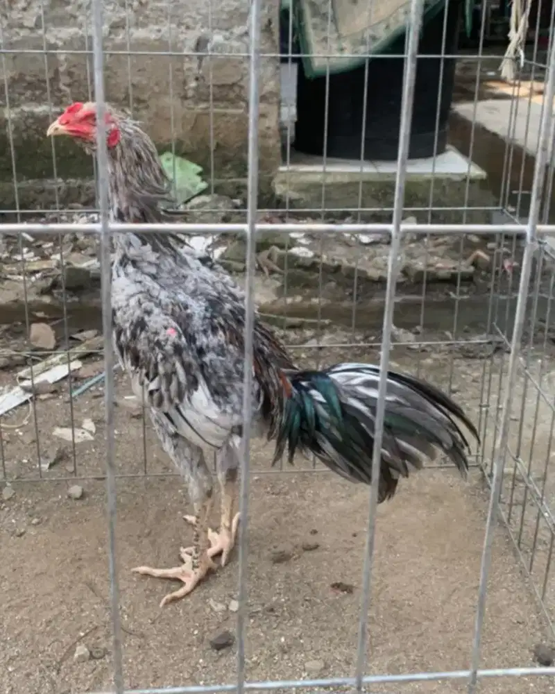 Ayam Bangkok Klasik Muda
