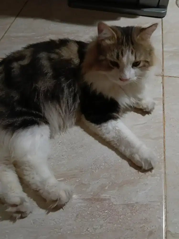 Open adopsi GRATIS kucing