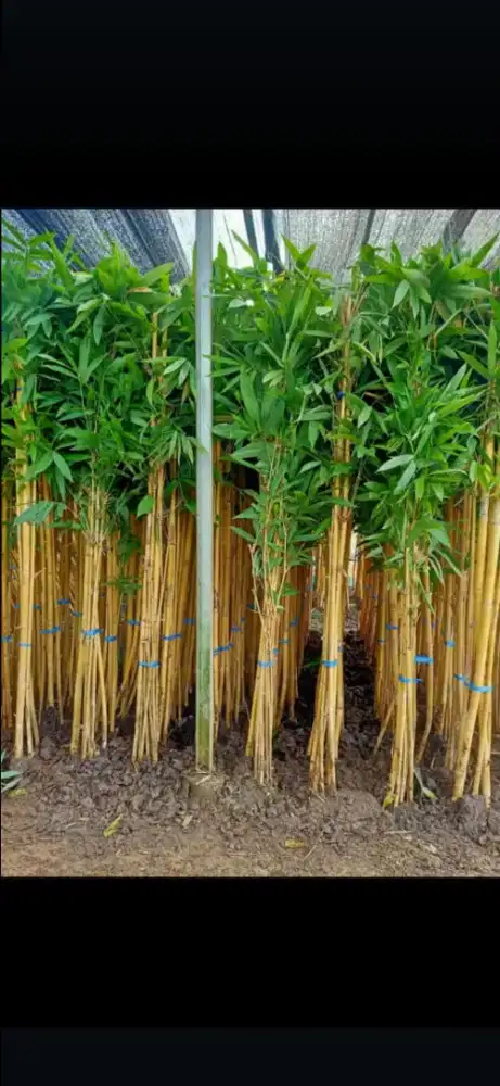 Jual batang bambu kuning atau pohon bambu kuning
