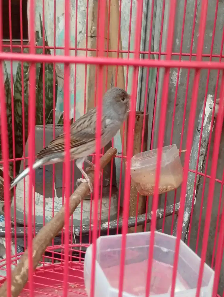 Burung kenari star blue gacor