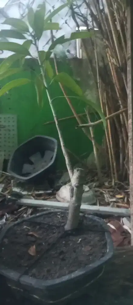 Bonsai mangga gadung