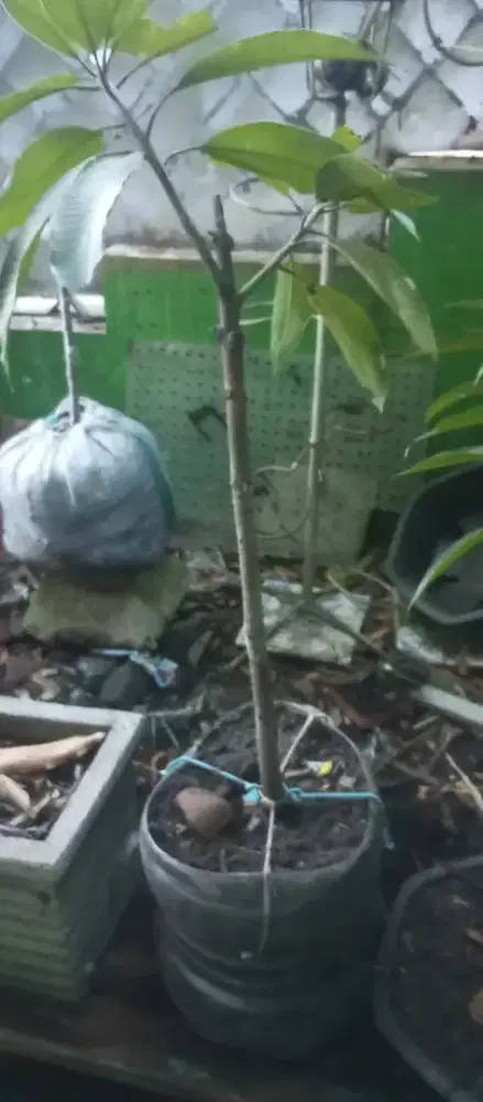 Bibit cangkokan mangga gadung super