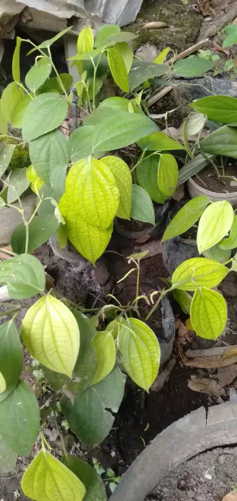 Bibit merica dan durian