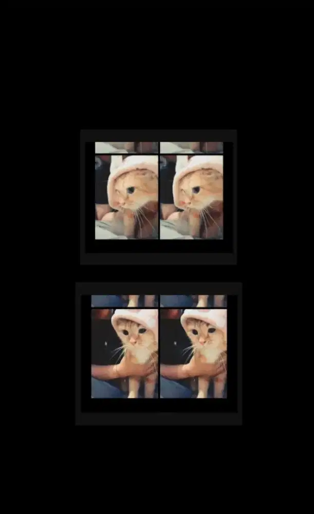 jual kucing Persia