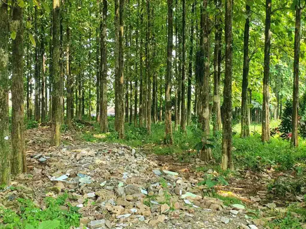 tanah pohon jati termurah akses Tol Yasmin sudah shm