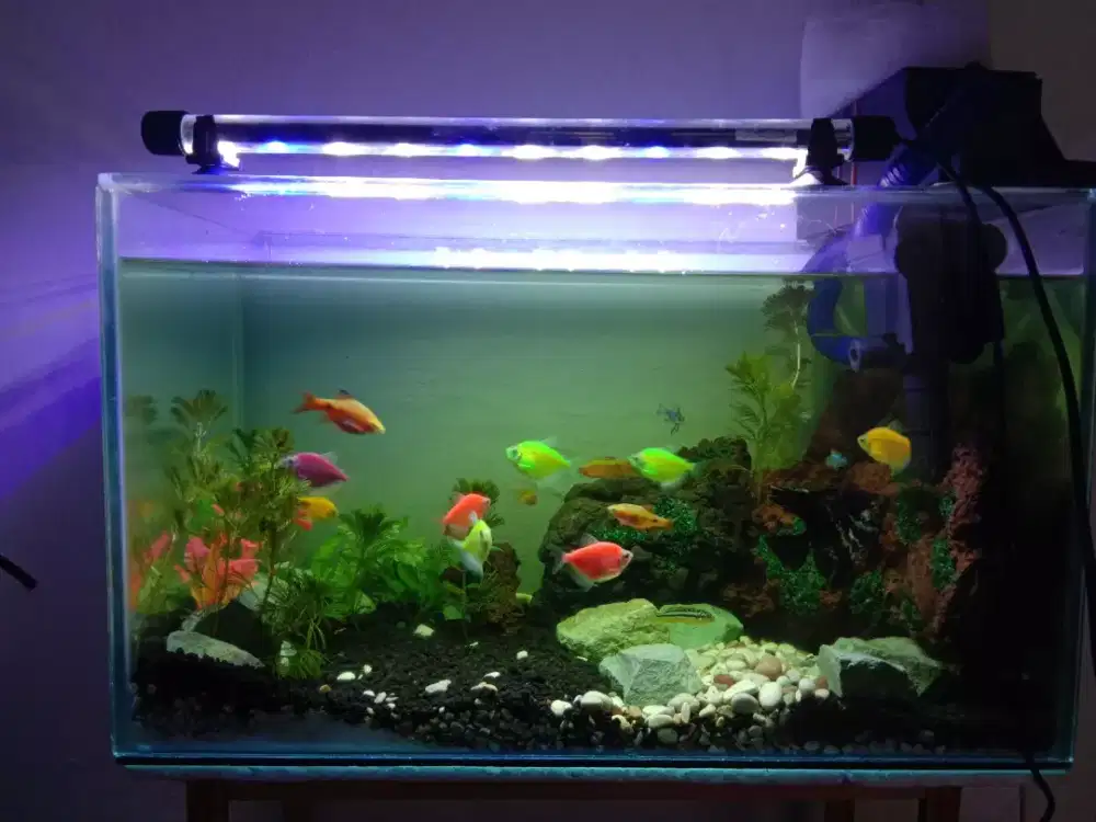 aquarium 50x30x25