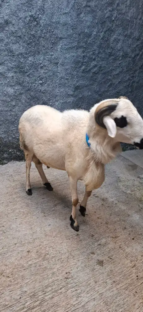 KAMBING KURBAN ISTIMEWA GARANSI