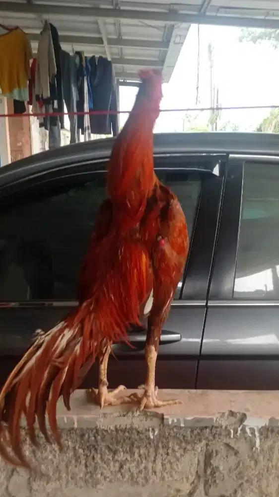 Jual ayam bangkok