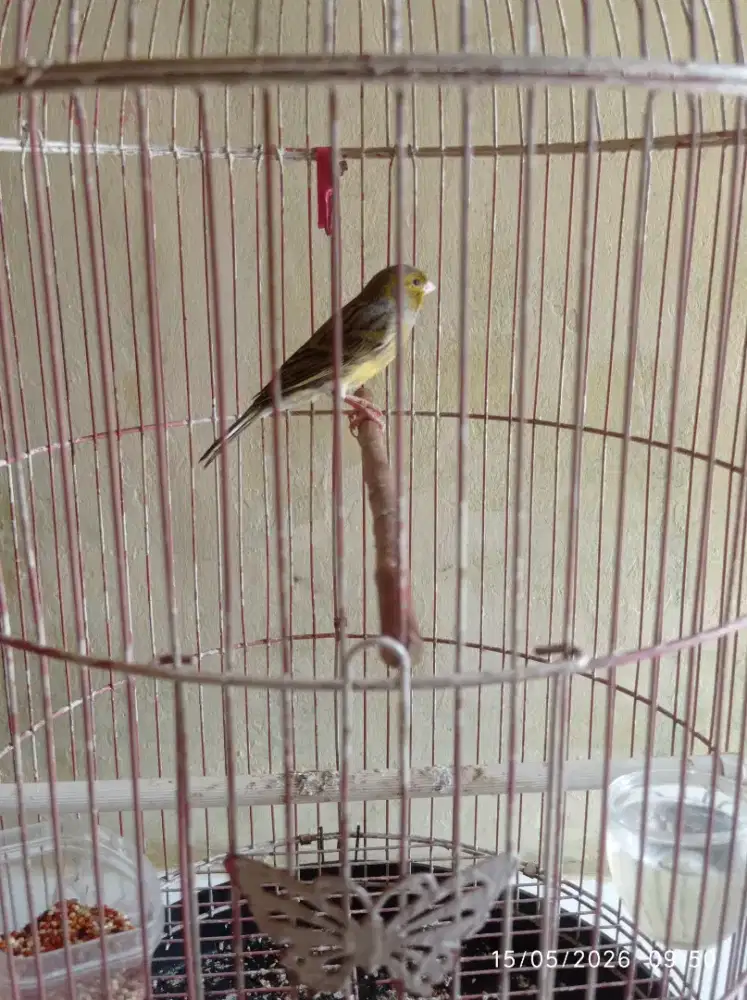 burung kenari rajin bunyi