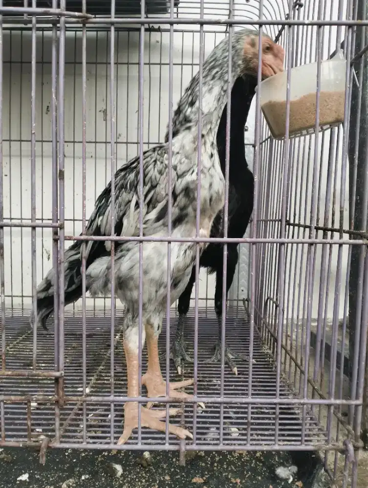 Ayam shamo eropa sepasang