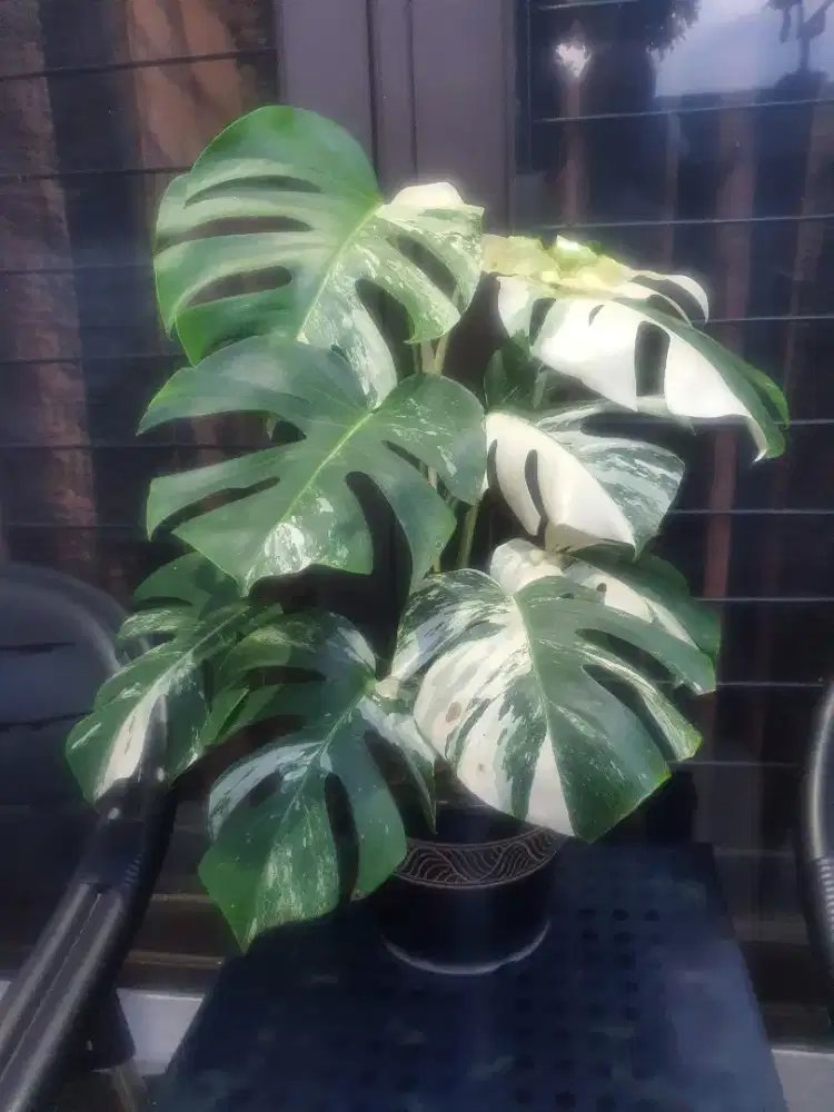 Tanaman monstera variegata