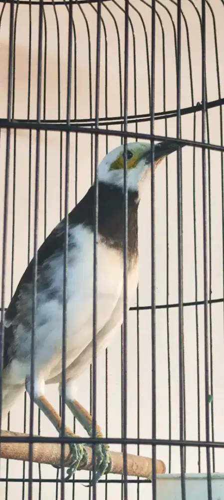 Jalak hongkong jantan