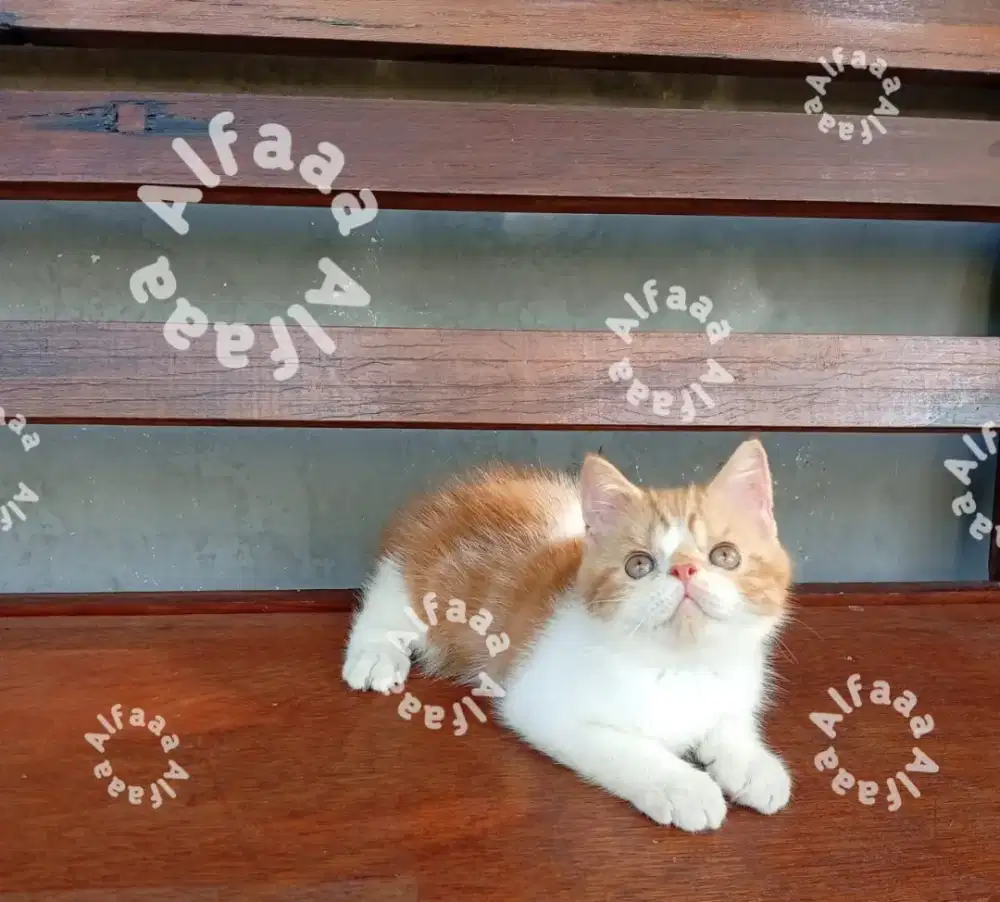 Exo NS red tabby bicolor