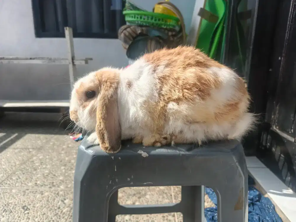 Kelinci Holland lop  dewasa