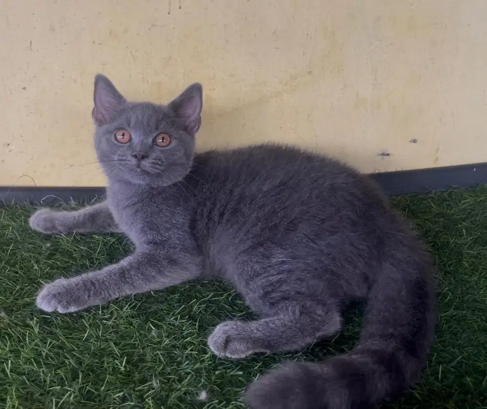 Kucing ras bsh pure no mix persia