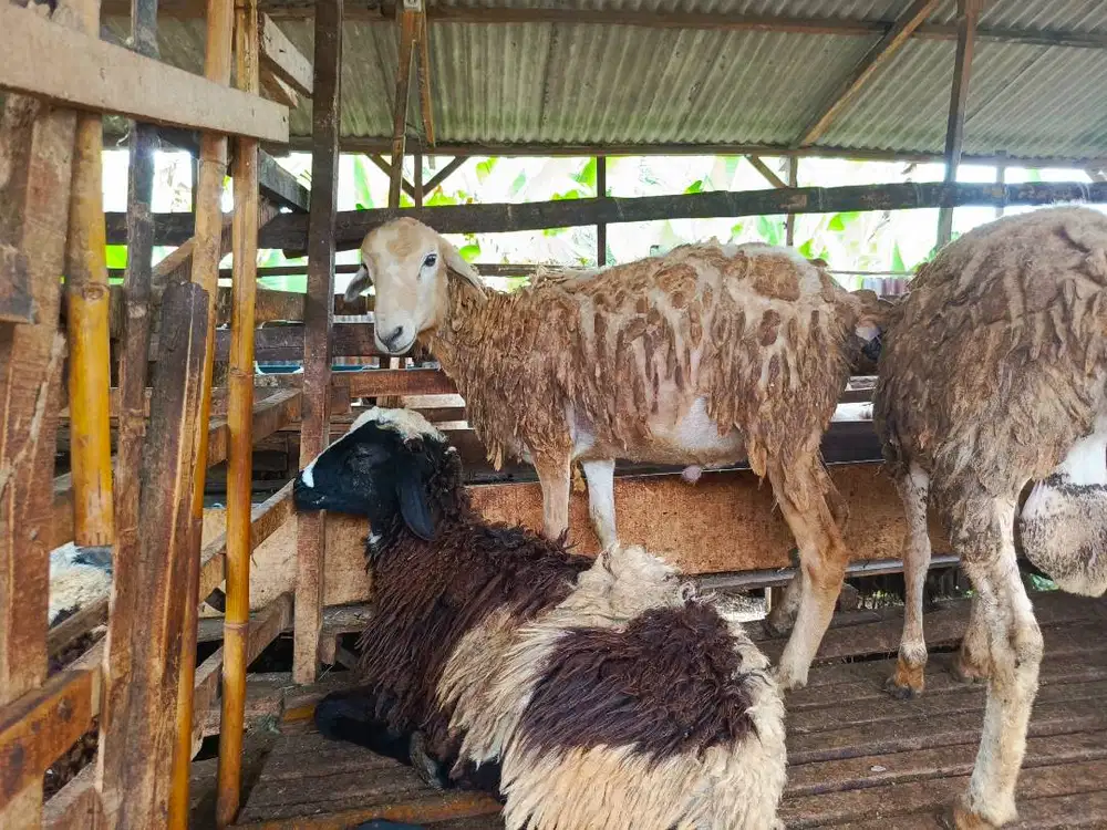 Kambing Domba Qurban 2026